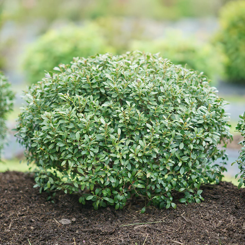 Strongbox® Inkberry Holly (Ilex)