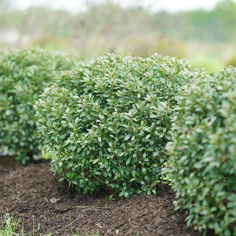 Strongbox® Inkberry Holly (Ilex) - Image 2
