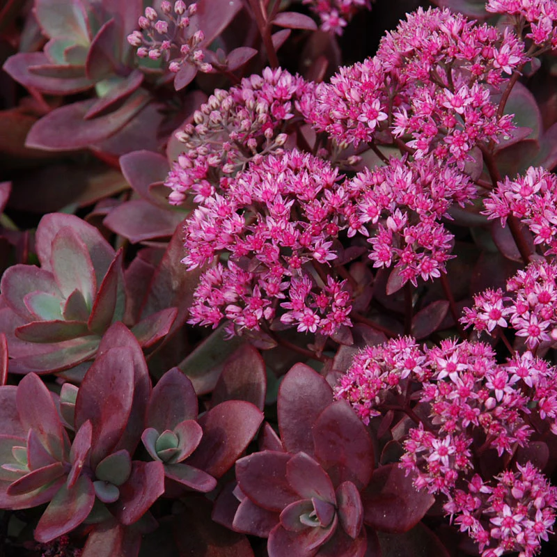 Succulent Ground Cover Collection - Image 5