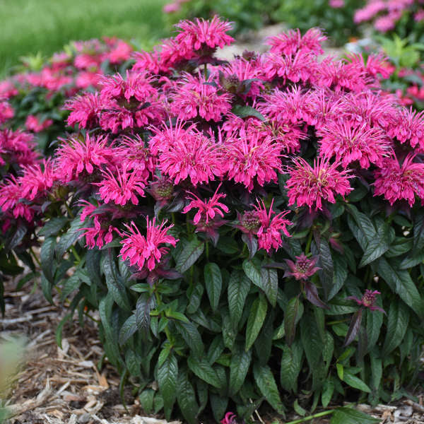 Sugar Buzz® 'Berry Taffy' Bee Balm (Monarda)