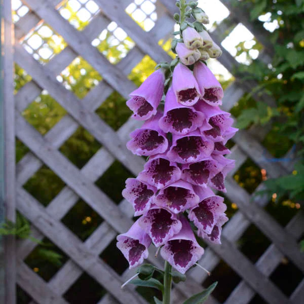 'Sugar Plum' Foxglove (Digitalis)