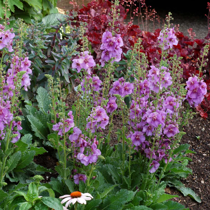 'Sugar Plum' Mullein (Verbascum) - Image 2