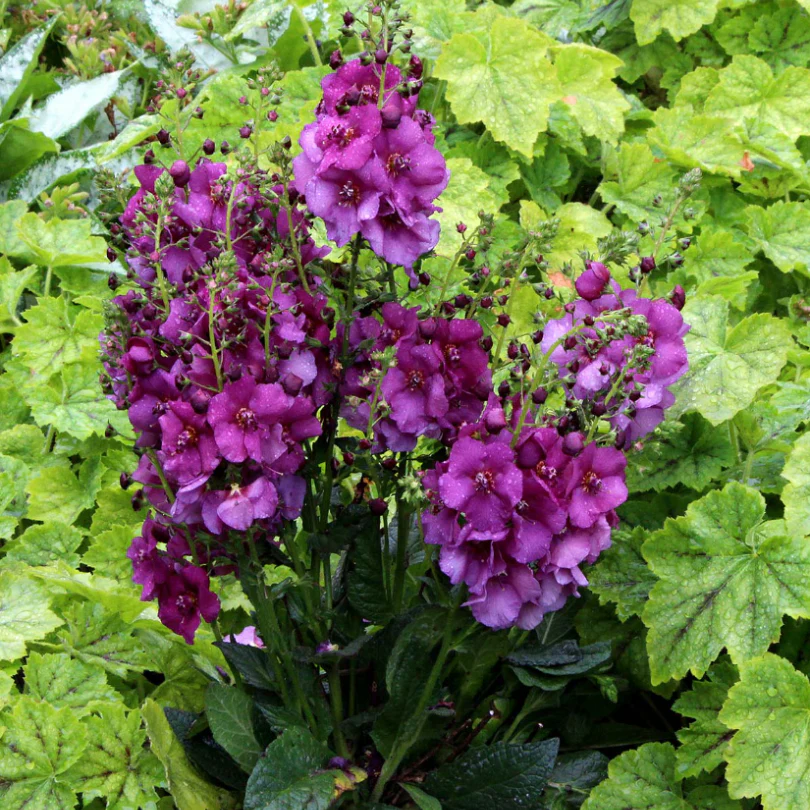 'Sugar Plum' Mullein (Verbascum) - Image 4