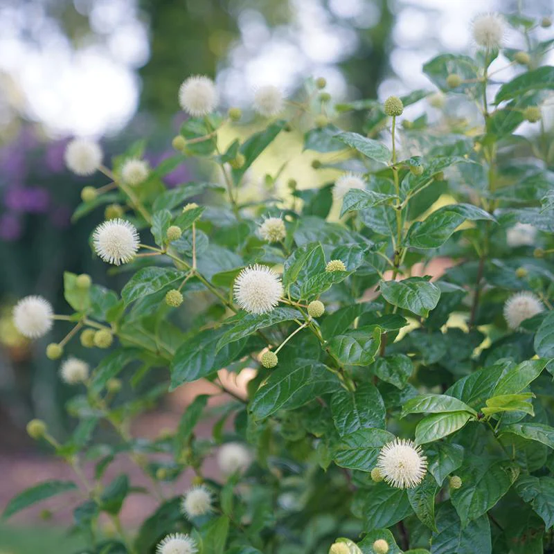 Sugar Shack® Buttonbush (Cephalanthus) - Image 5