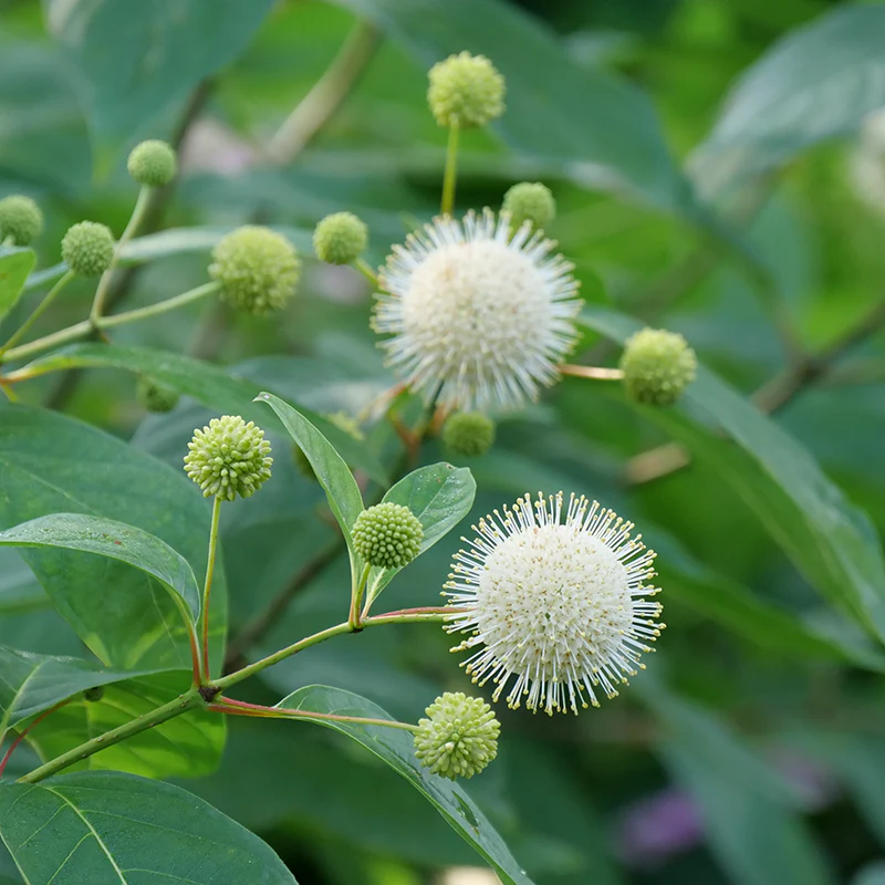 Sugar Shack® Buttonbush (Cephalanthus) - Image 6
