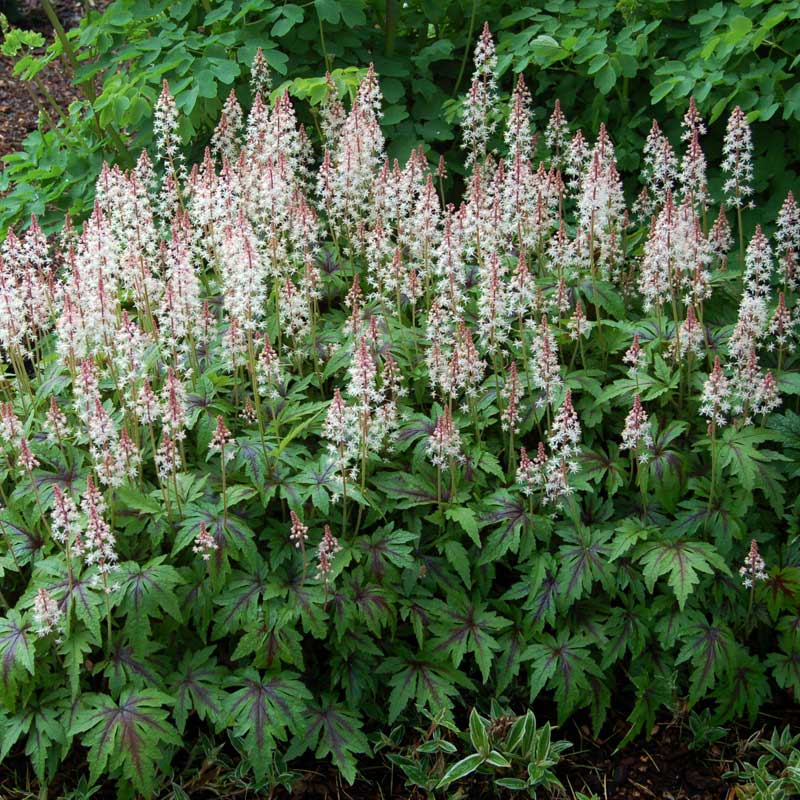'Sugar & Spice' Foamflower (Tiarella)