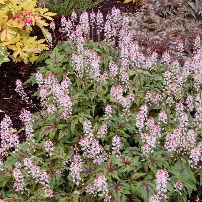 'Sugar & Spice' Foamflower (Tiarella) - Image 2