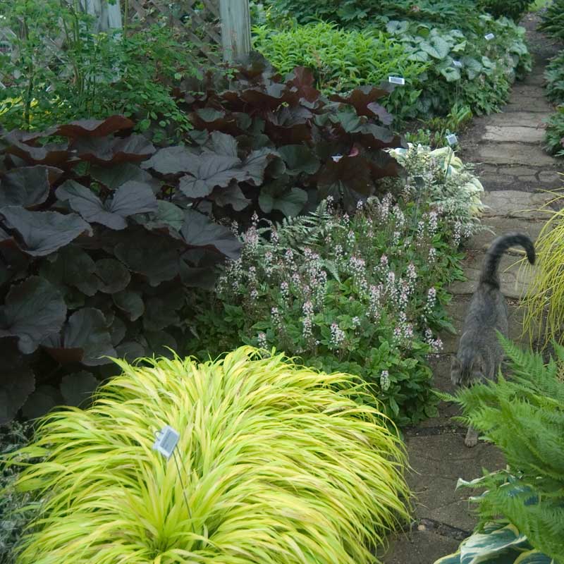 'Sugar & Spice' Foamflower (Tiarella) - Image 5