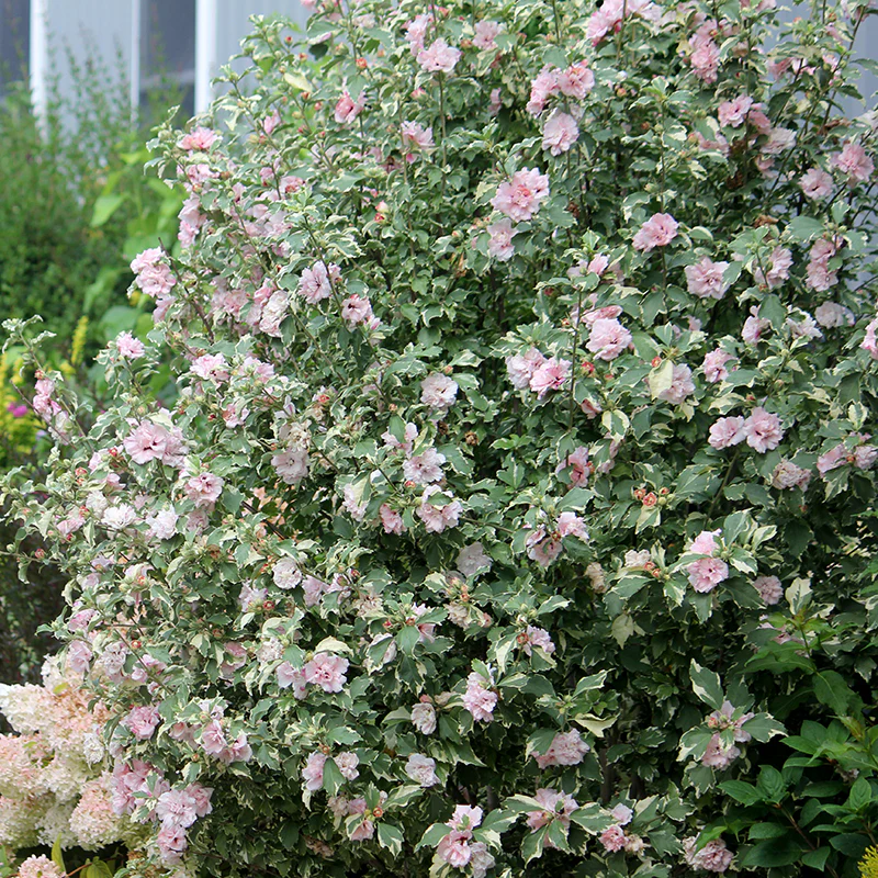 Sugar Tip® Rose of Sharon (Hibiscus)