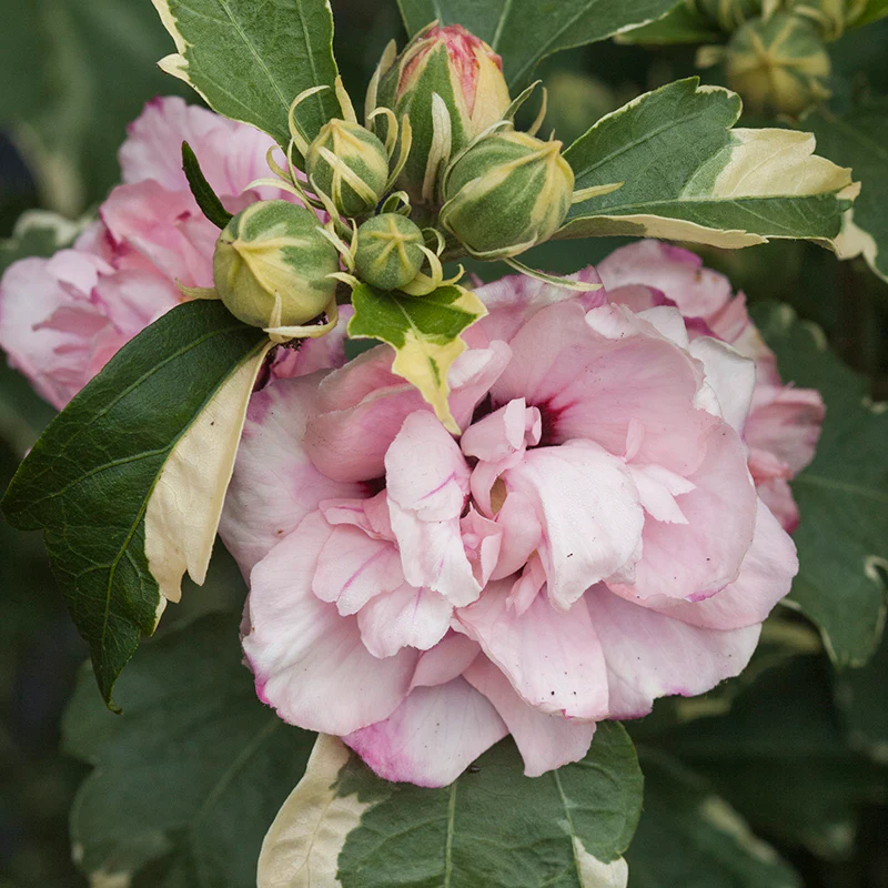 Sugar Tip® Rose of Sharon (Hibiscus) - Image 2