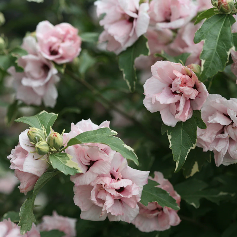 Sugar Tip® Rose of Sharon (Hibiscus) - Image 3