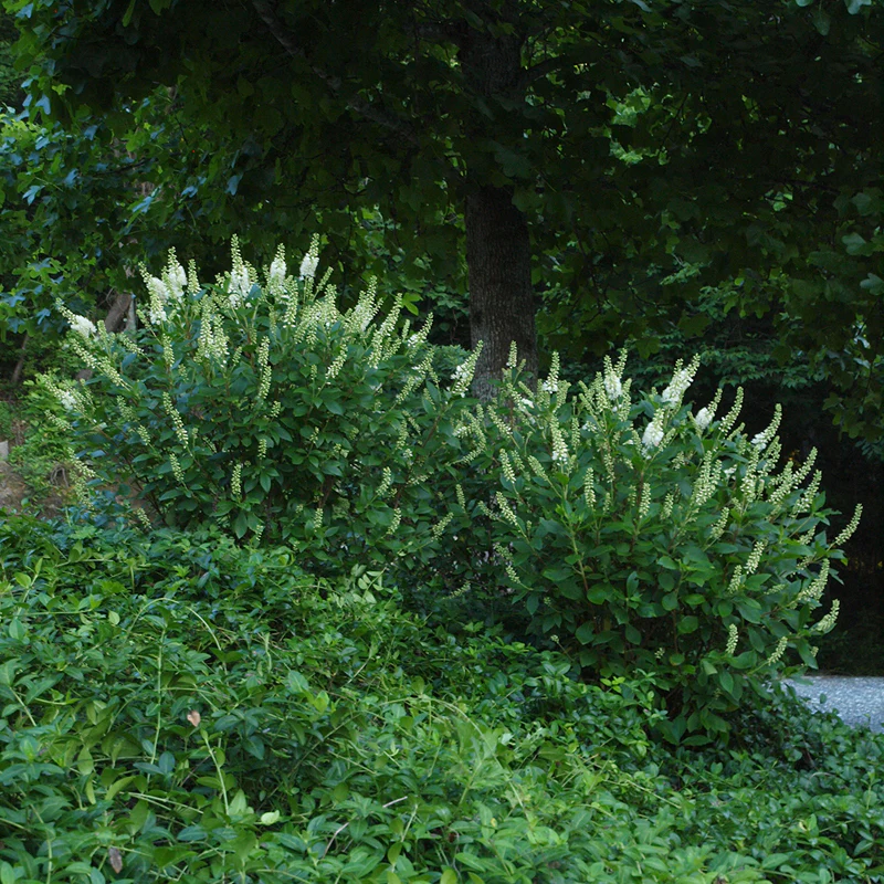 Sugartina® 'Crystalina' Summersweet (Clethra)