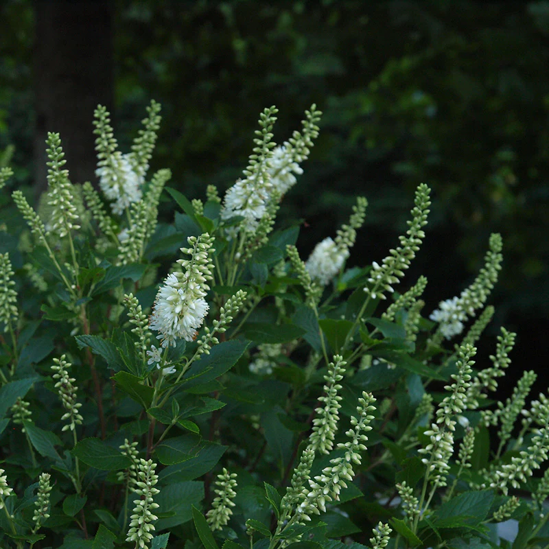 Sugartina® 'Crystalina' Summersweet (Clethra) - Image 5