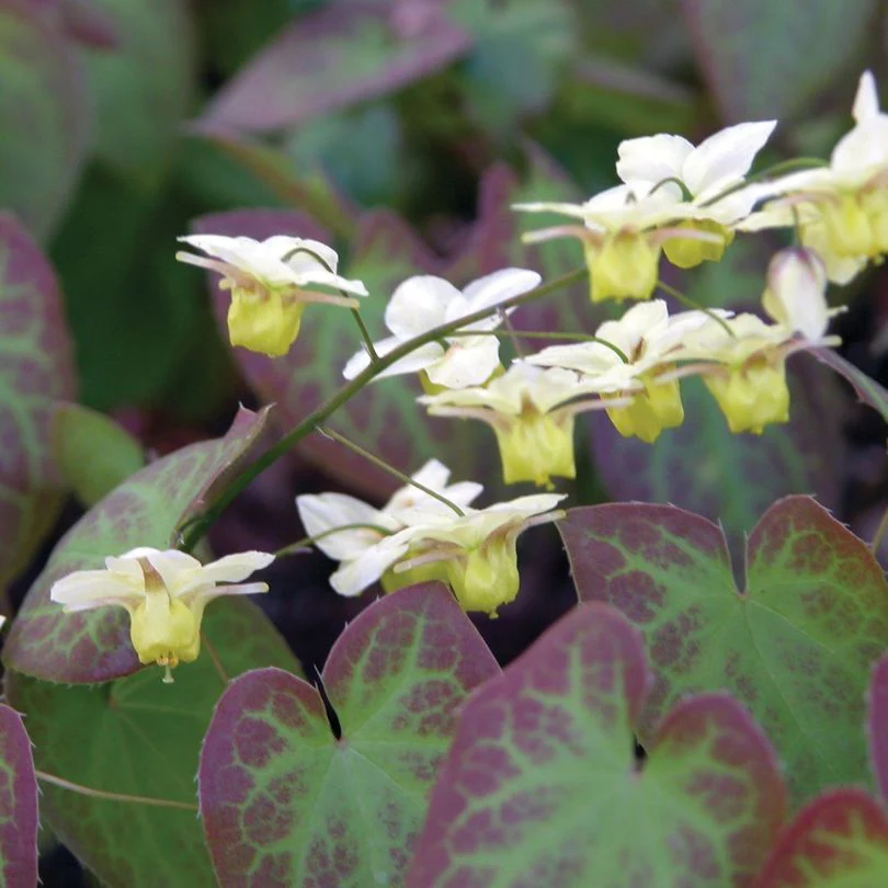 'Sulphureum' Barrenwort (Epimedium)
