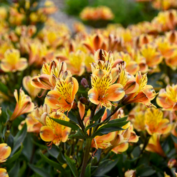'Summer Breeze' Peruvian Lily (Alstroemeria)