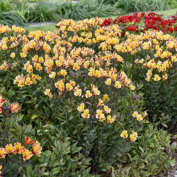 'Summer Breeze' Peruvian Lily (Alstroemeria) - Image 3