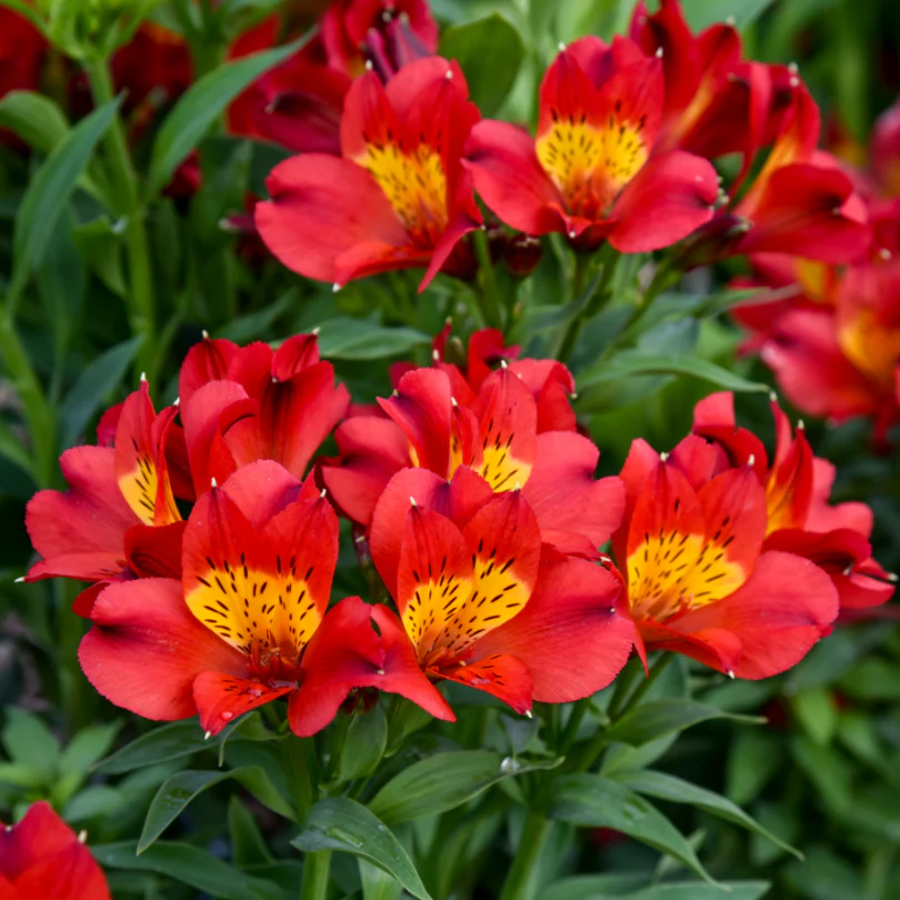Summer Heat Peruvian Lily (Alstroemeria) - Image 2