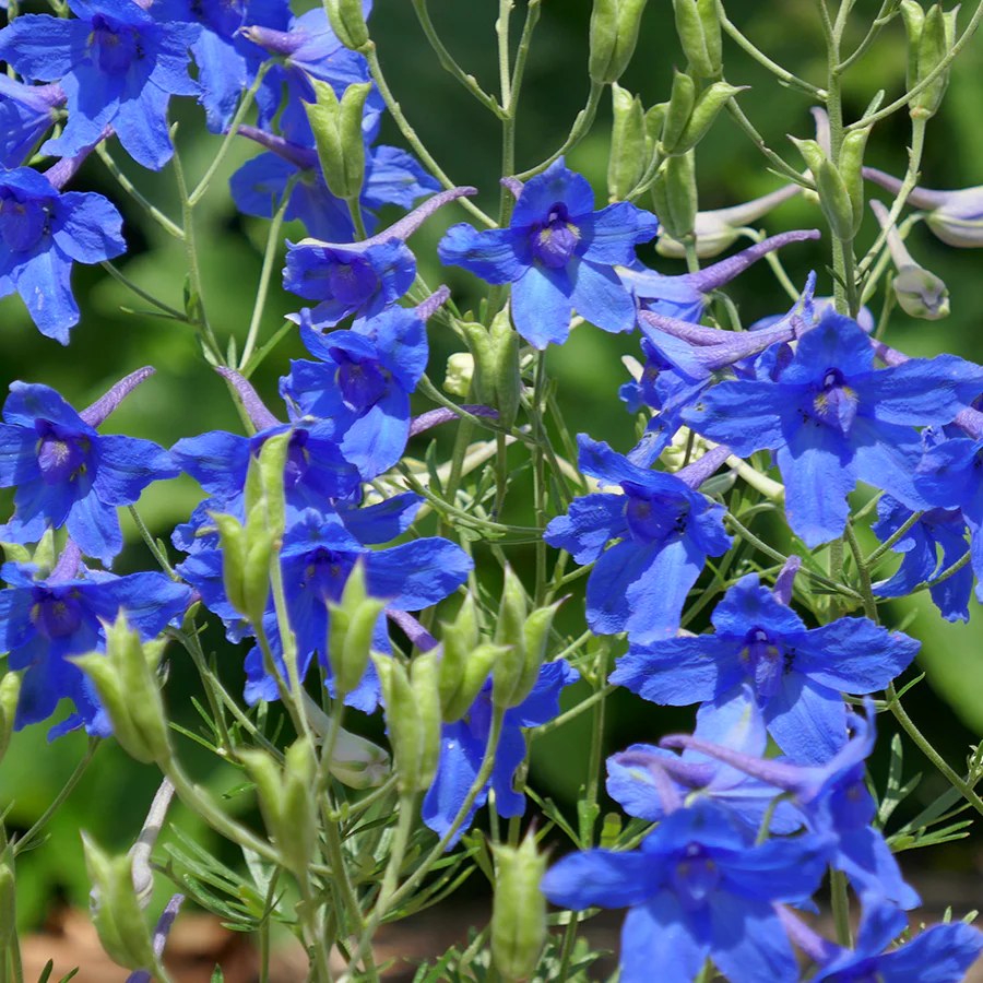 'Summer Nights' Delphinium - Image 2