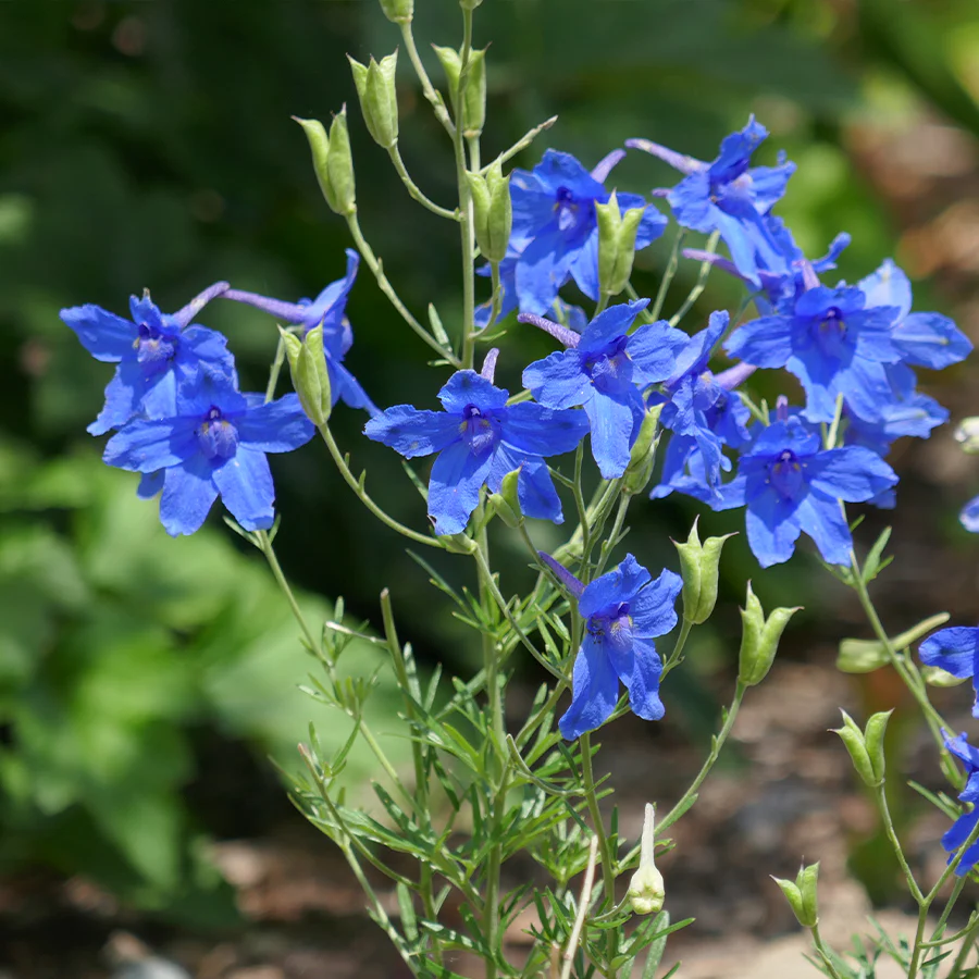 'Summer Nights' Delphinium - Image 3