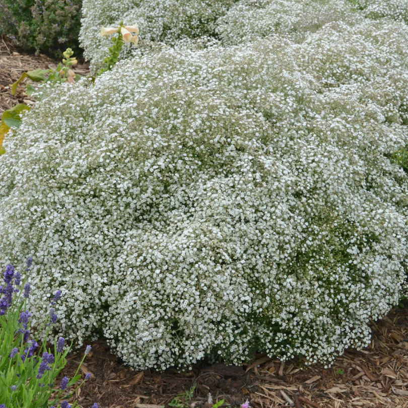 Summer Sparkles® Baby's Breath (Gypsophila)