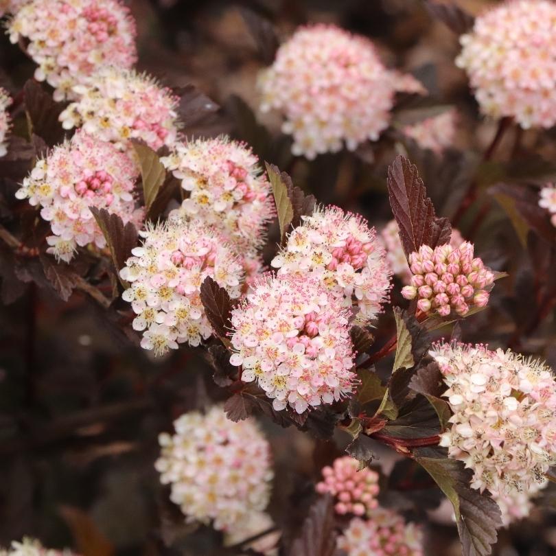Summer Wine® Rosé Ninebark (Physocarpus) - Image 2