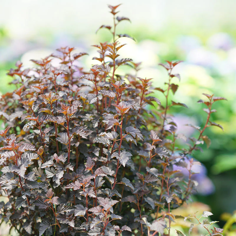 Summer Wine® Black Ninebark (Physocarpus)