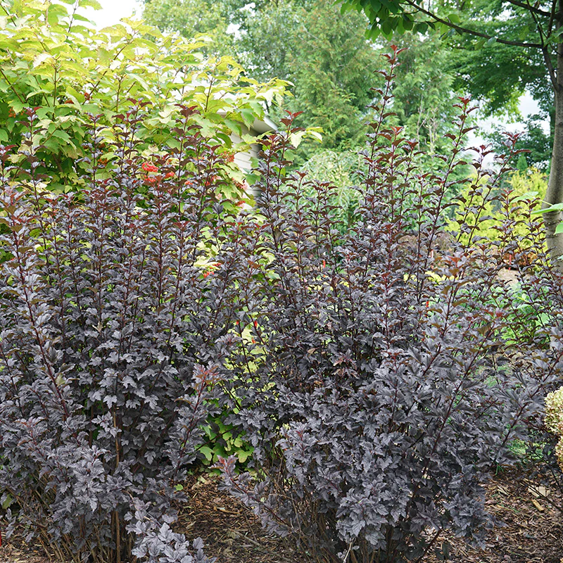 Summer Wine® Black Ninebark (Physocarpus) - Image 3