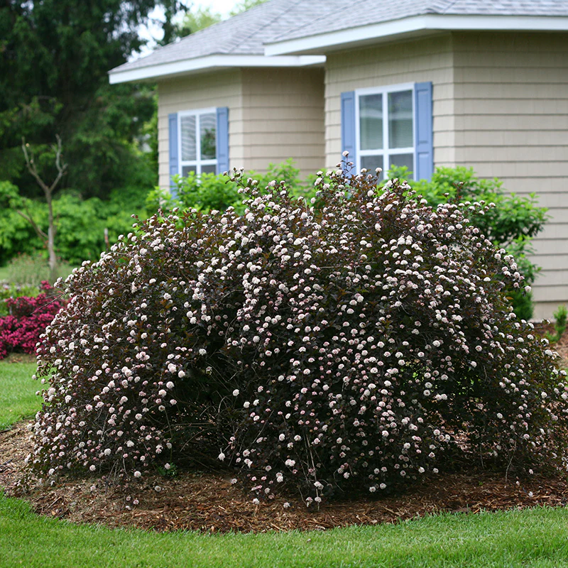 Summer Wine® Ninebark (Physocarpus)