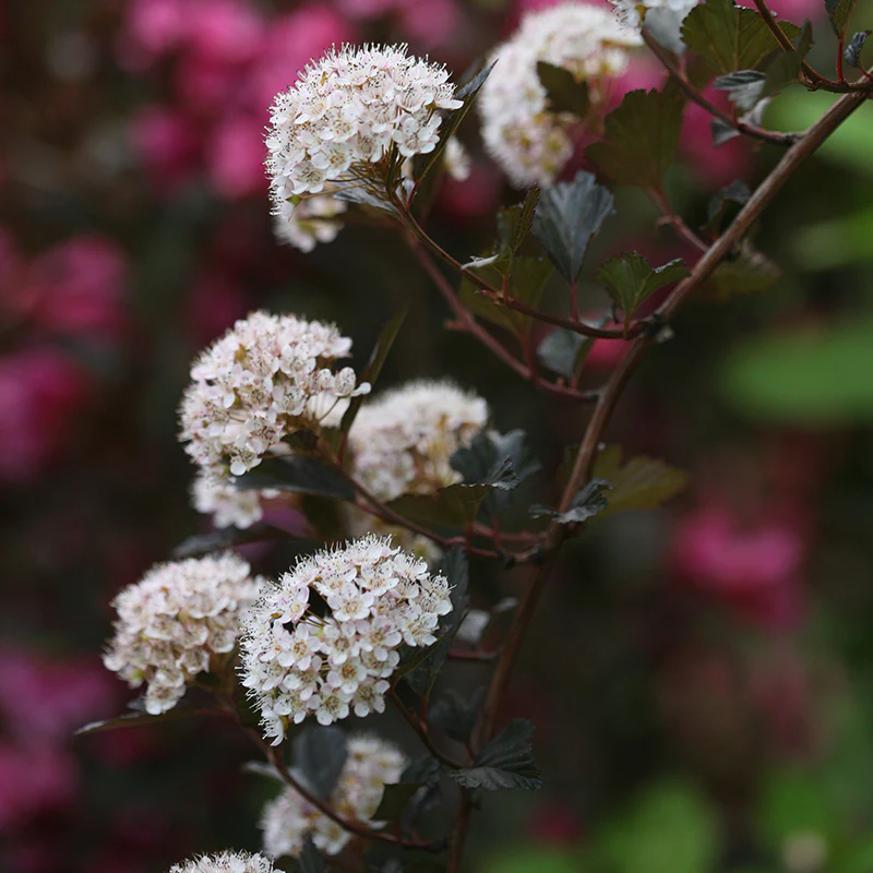 Summer Wine® Ninebark (Physocarpus) - Image 2
