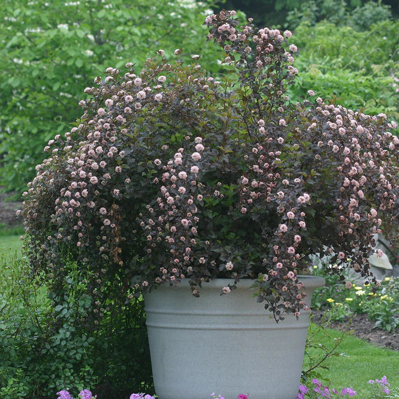 Summer Wine® Ninebark (Physocarpus) - Image 3