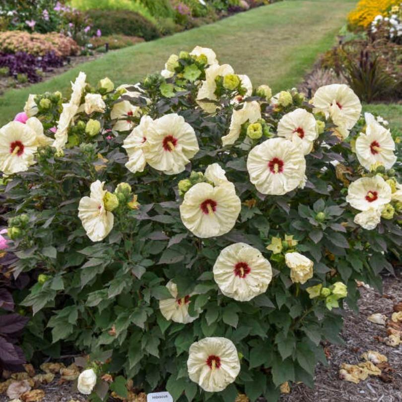 Summerific® 'Coconut Cream' Perennial Hibiscus - Image 4