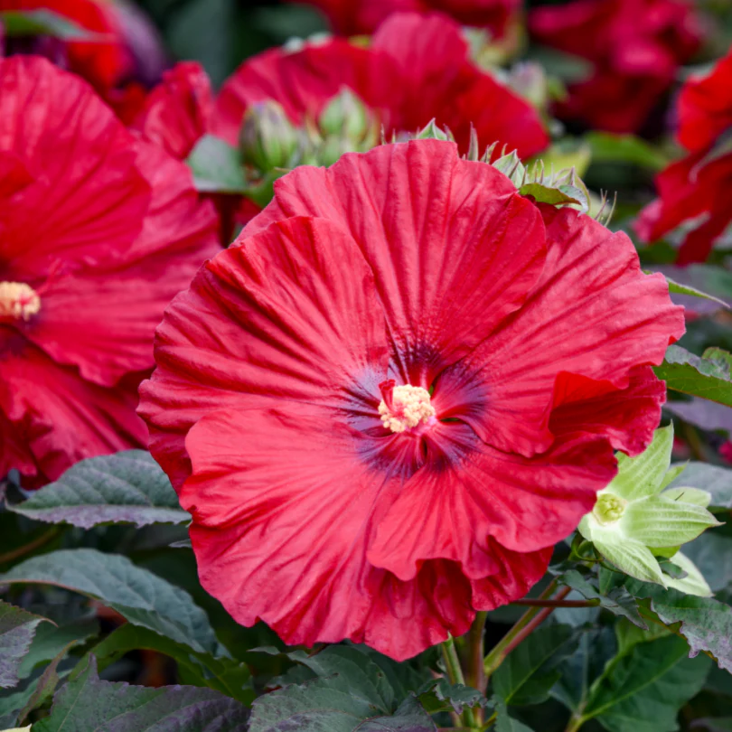 Summerific® 'Garnet Globes' Perennial Hibiscus - Image 2