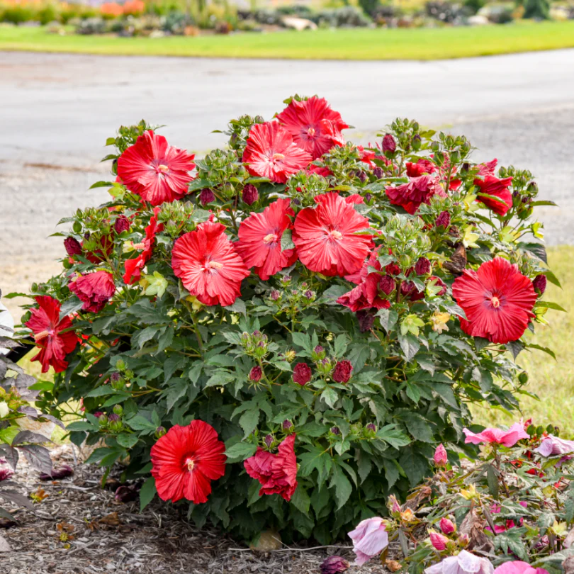 Summerific® 'Garnet Globes' Perennial Hibiscus - Image 3