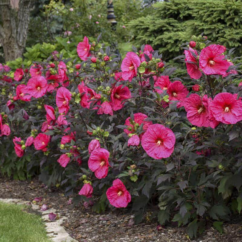Summerific® 'Evening Rose' Perennial Hibiscus - Image 2