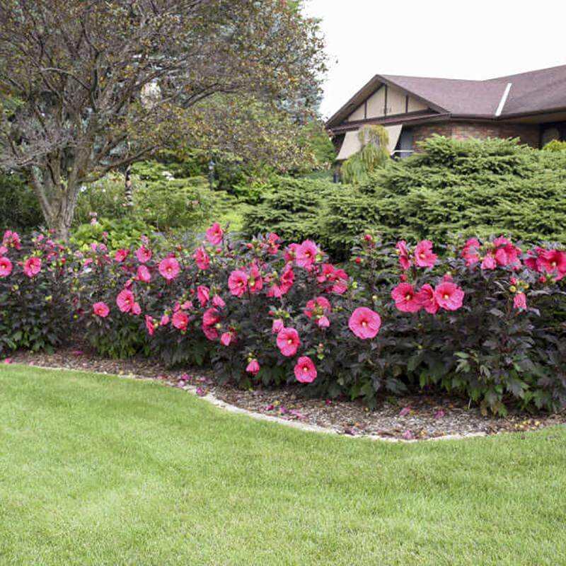 Summerific® 'Evening Rose' Perennial Hibiscus - Image 5