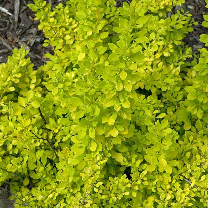 Sunjoy® Citrus Barberry (Berberis) - Image 3