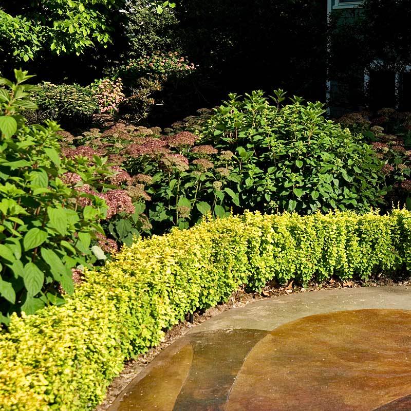 Sunjoy® Citrus Barberry (Berberis) - Image 6