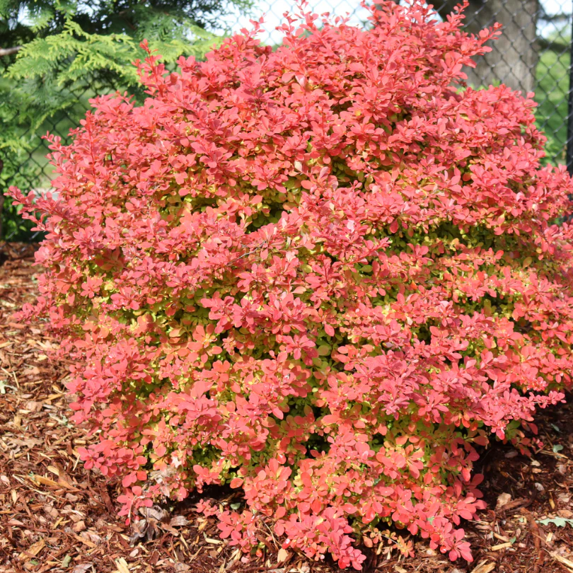Sunjoy Fast Neo™ Barberry (Berberis) - Image 3