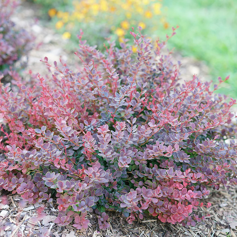 Sunjoy Mini Maroon® Barberry (Berberis)