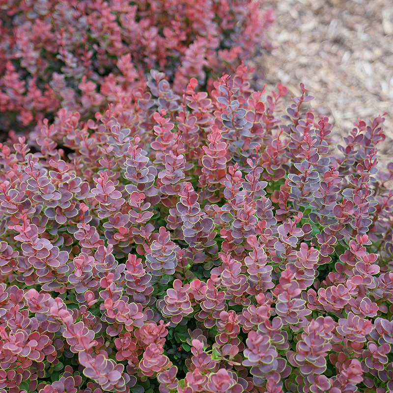 Sunjoy Mini Maroon® Barberry (Berberis) - Image 2
