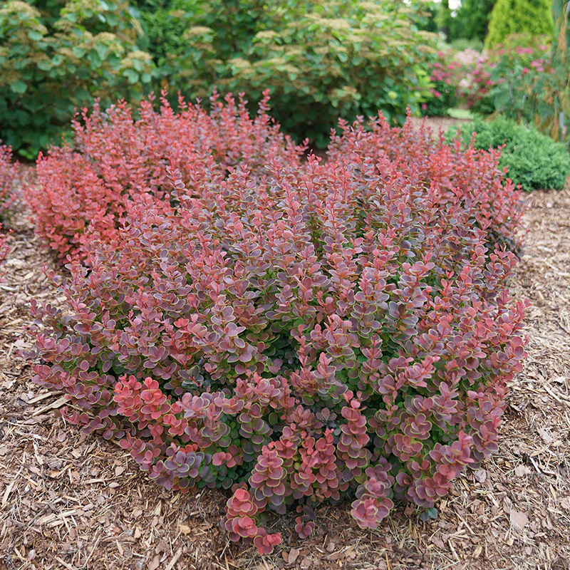 Sunjoy Mini Maroon® Barberry (Berberis) - Image 3