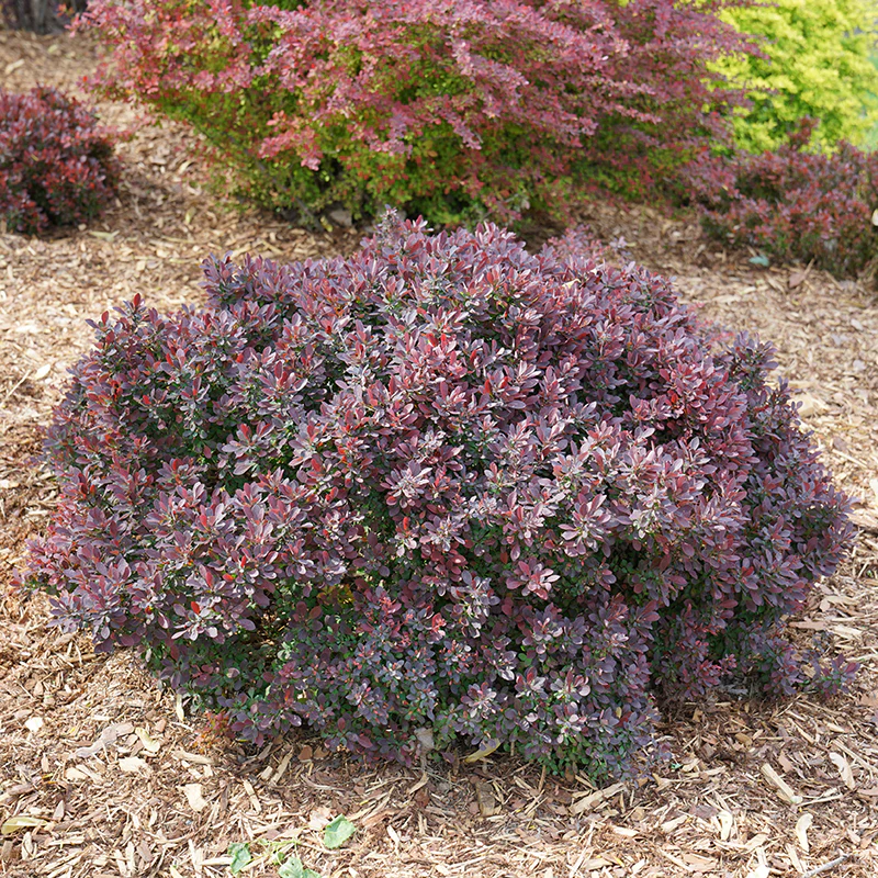 Sunjoy Mini Maroon® Barberry (Berberis) - Image 4