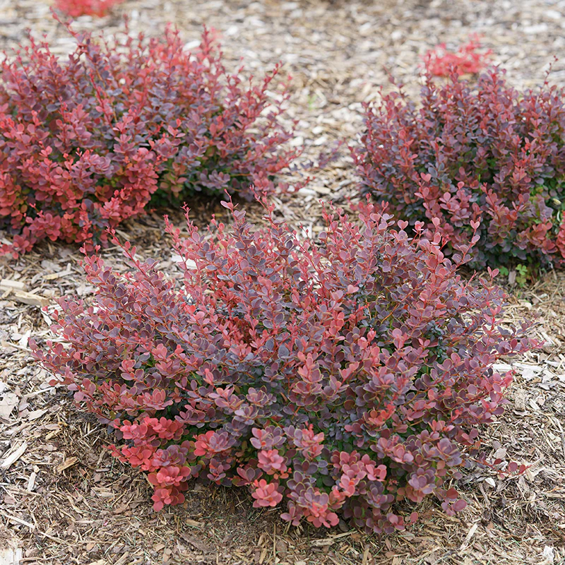 Sunjoy Mini Maroon® Barberry (Berberis) - Image 5