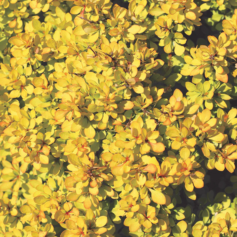Sunjoy® Mini Saffron Barberry (Berberis) - Image 3
