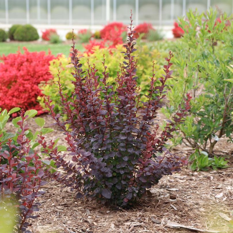 Sunjoy Plum Pillar™ Barberry (Berberis)
