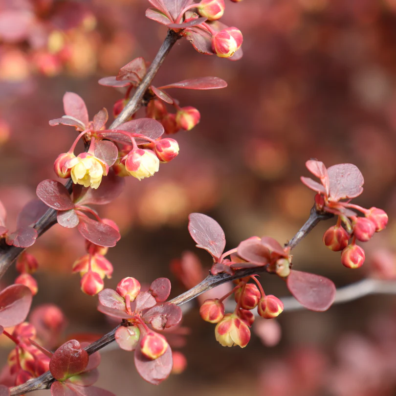 Sunjoy Really Red™ Barberry (Berberis) - Image 4
