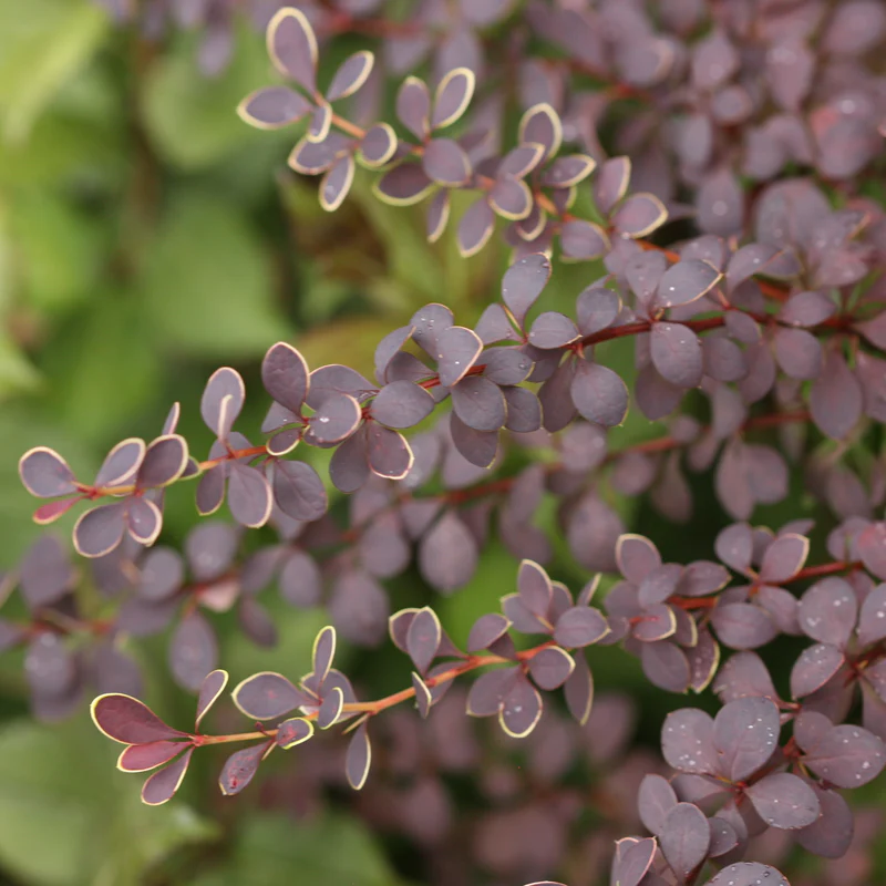 Sunjoy® Tangelo™ Barberry (Berberis) - Image 4