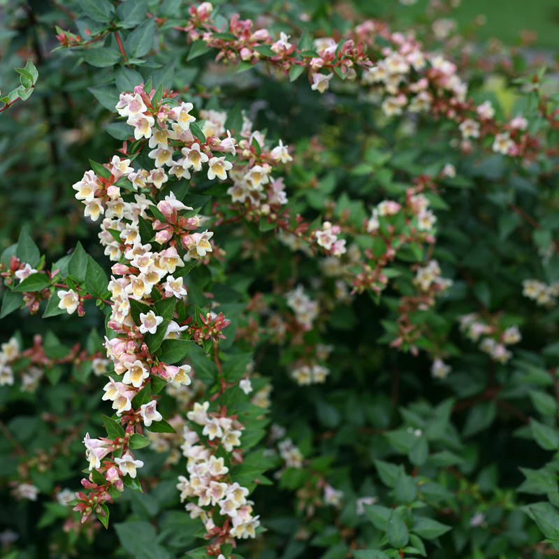 Sunny Anniversary® Abelia - Image 4