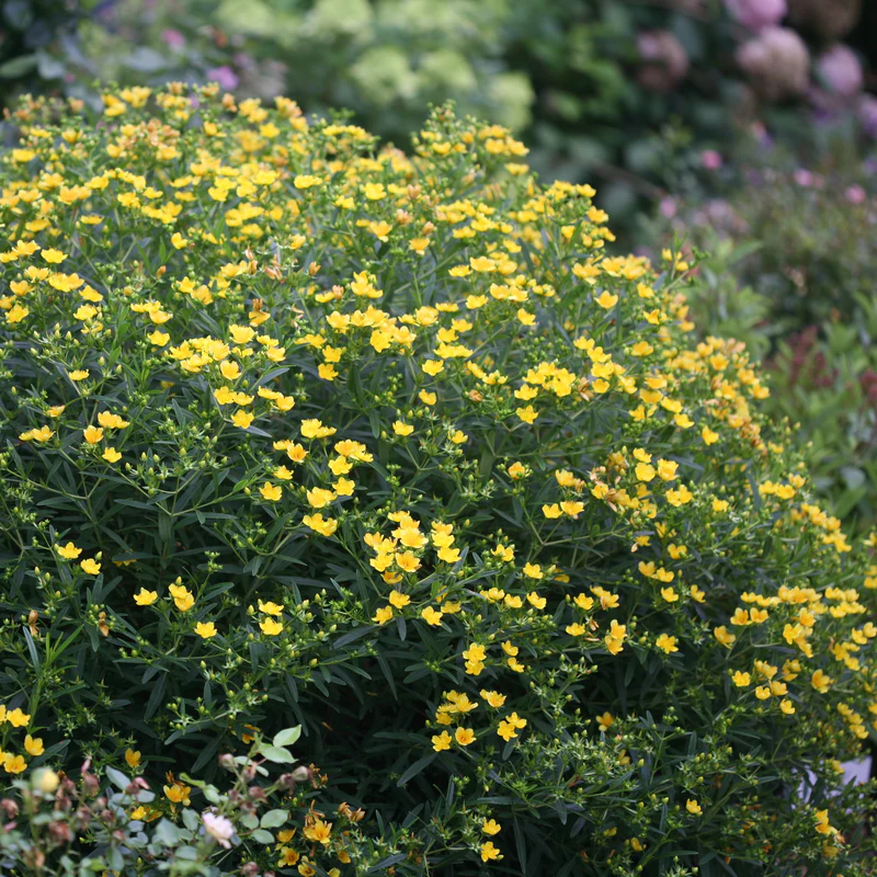 Sunny Boulevard® St. John's Wort (Hypericum)