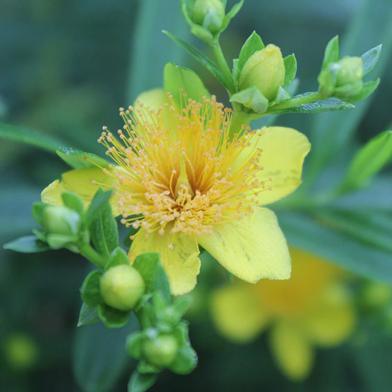Sunny Boulevard® St. John's Wort (Hypericum) - Image 2